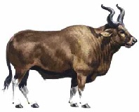 Bos primigenius (auroch). (Click on image to view larger.)